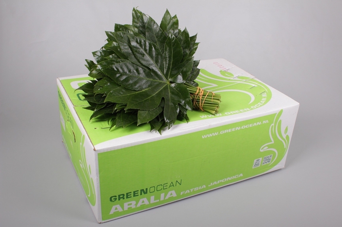 <h4>Aralia Green Ocean</h4>