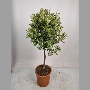 OLEA EUROPAEA