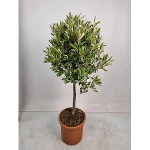 OLEA EUROPAEA