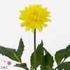 Dahlia American Sun