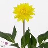 DAHL DEC AMERIC SUN