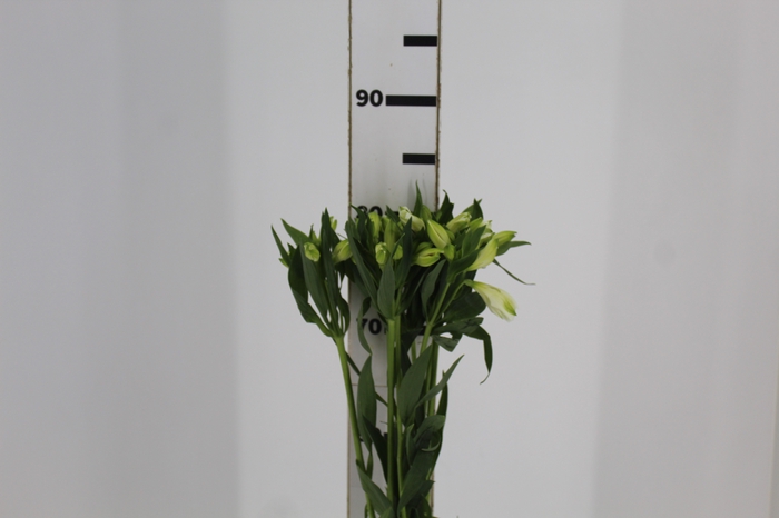 <h4>ALSTROEMERIA MISTRAL 080 CM</h4>