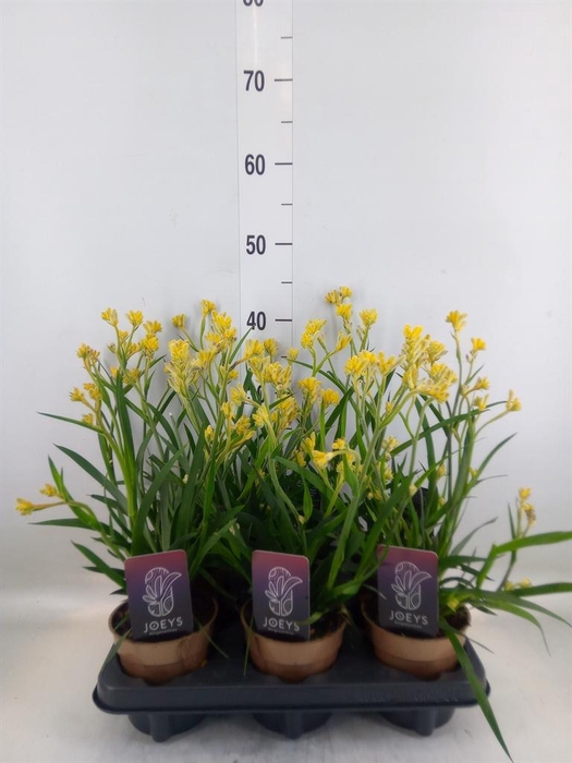 <h4>Anigozanthos ...</h4>