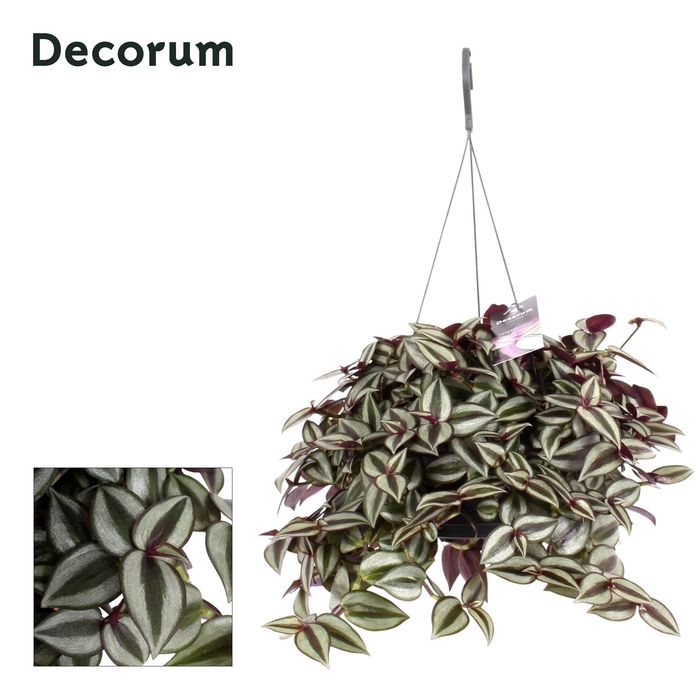 <h4>TRAD ZE PURPUSII</h4>