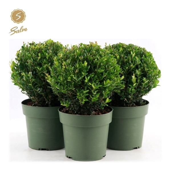 <h4>Ilex crenata 'Jenny'® Ball Ø20cm P17</h4>