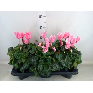 Cyclamen GR 'Mammoth'