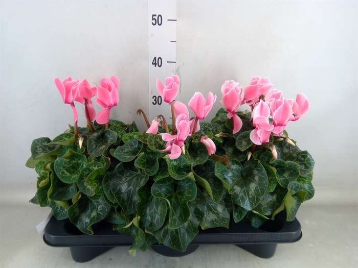 <h4>Cyclamen GR 'Mammoth'</h4>