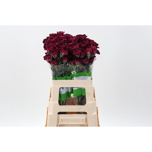 Di St Nobbio Black Heart 60cm