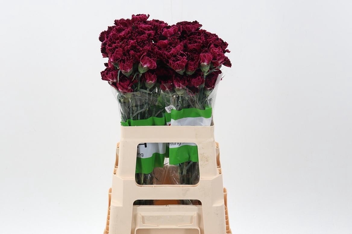 <h4>Di St Nobbio Black Heart 60cm</h4>