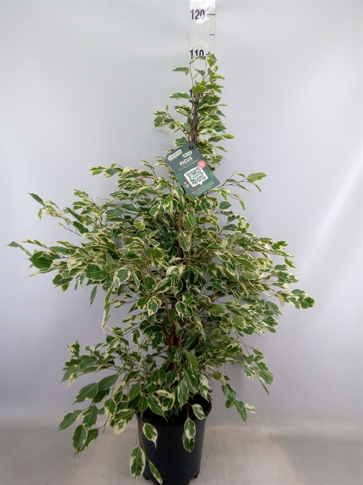 <h4>Ficus benja. 'Twilight'</h4>