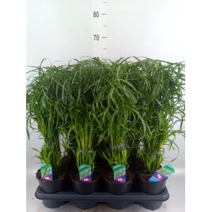 Cyperus alternifolius
