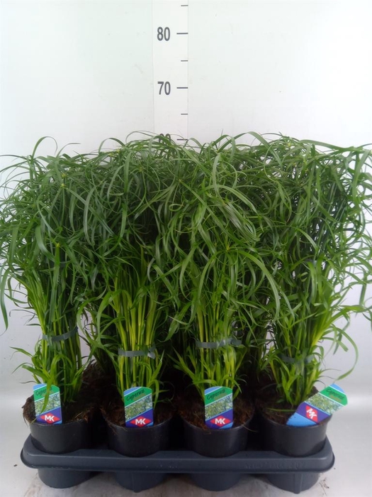 <h4>Cyperus alternifolius</h4>