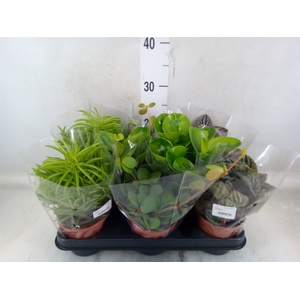 Peperomia