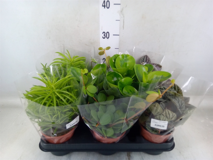 <h4>Peperomia</h4>