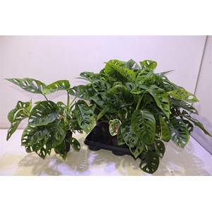 Monstera Adansonii