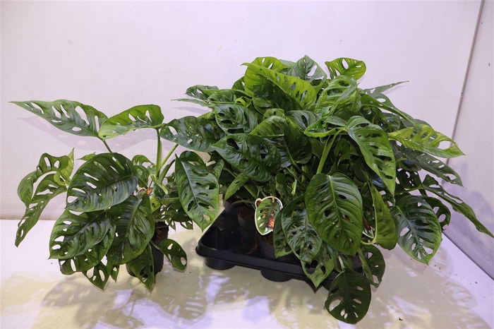 <h4>Monstera Adansonii</h4>