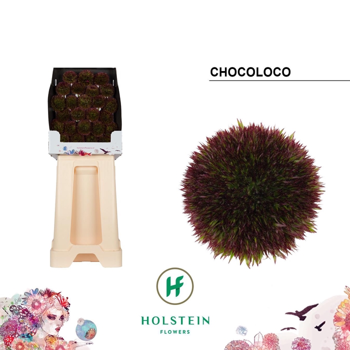 <h4>Gerbera Pomponi Chocoloco Diamond</h4>