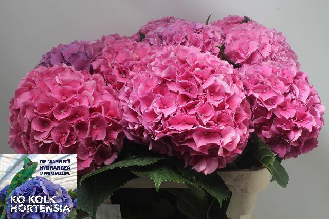 <h4>HYDR M CH CASSANOVA</h4>