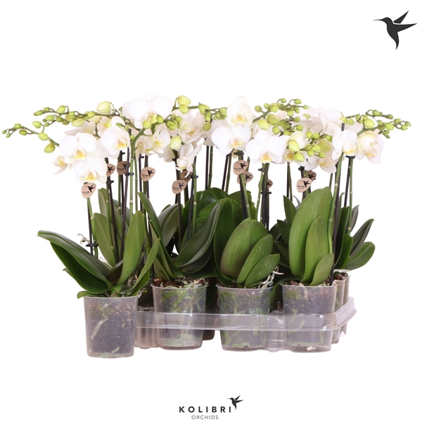 <h4>Kolibri Orchids Phalaenopsis White 2 spike no label</h4>