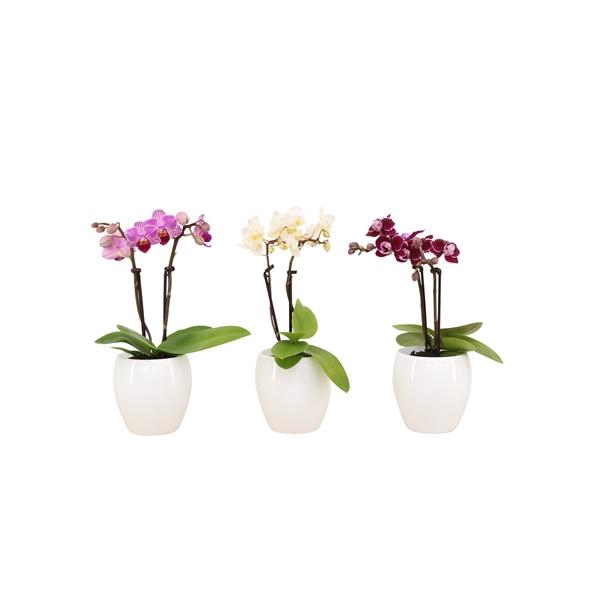 <h4>Lisa White Tiny Dolls Mix 2T10+ Aqu@</h4>