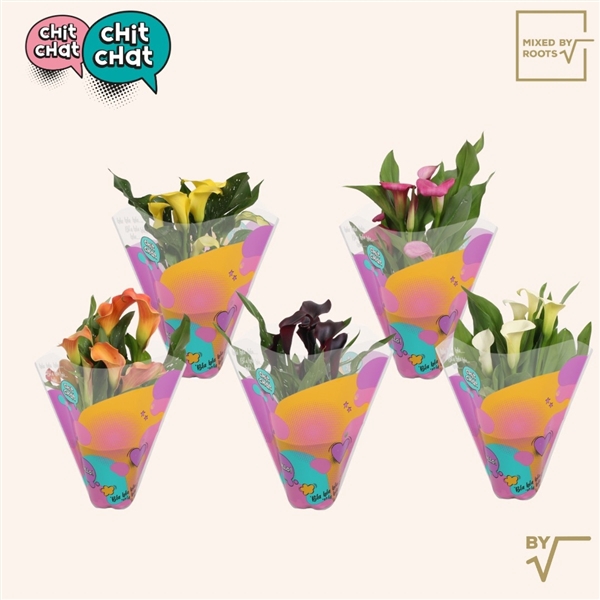 <h4>Chit Chat Zantedeschia 12cm - Mixed by Roots</h4>