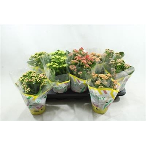 XL MIX KALANCHOE