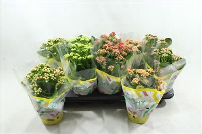 <h4>XL MIX KALANCHOE</h4>
