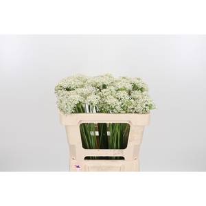 Allium Tuberosum