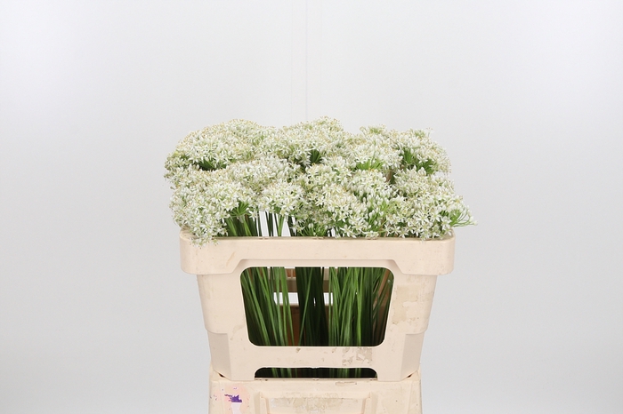 <h4>Allium Tuberosum</h4>