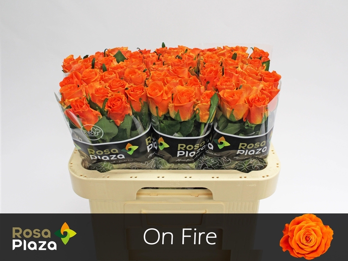 <h4>R GR ON FIRE</h4>