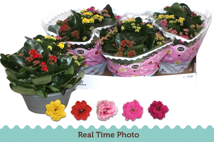 <h4>KAL GE GEM I POT</h4>