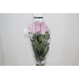 ANASTASIA ROSE 080 CM LILAS