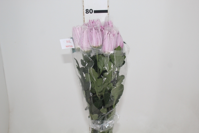 <h4>ANASTASIA ROSE 080 CM LILAS</h4>
