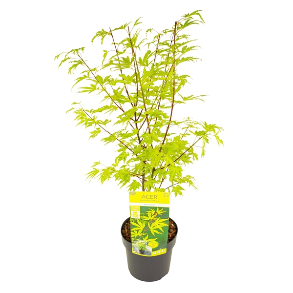 <h4>Acer palm. 'Anne Irene' ®</h4>