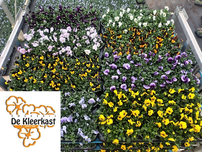 <h4>Vio Co Mixk 1 Kleur Per Tray</h4>