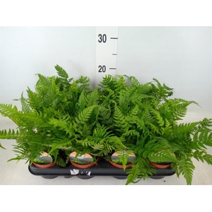 Polystichum tsussimense