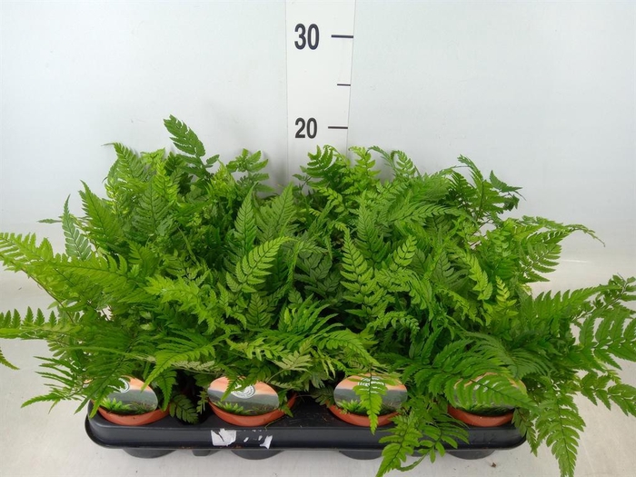 <h4>Polystichum tsussimense</h4>