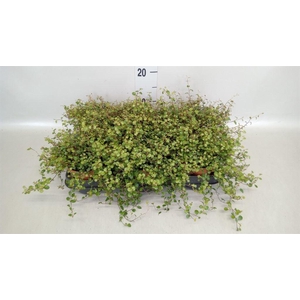 Muehlenbeckia com. 'Mao'ri'