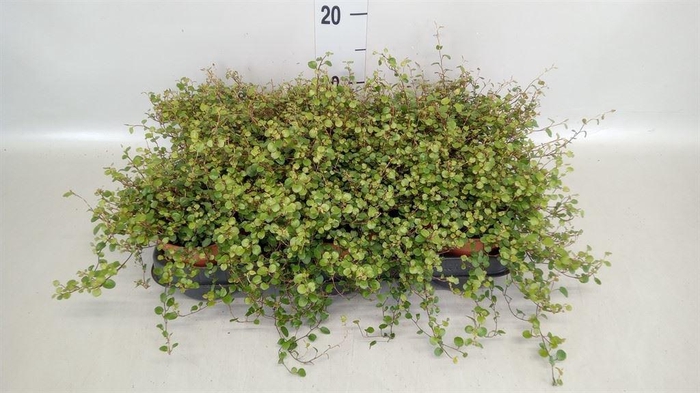 <h4>Muehlenbeckia com. 'Mao'ri'</h4>