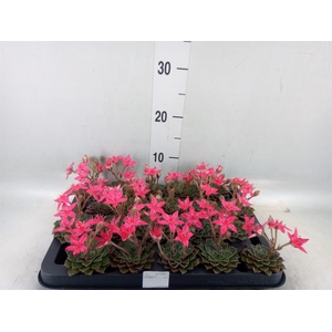 Graptopetalum tacitus
