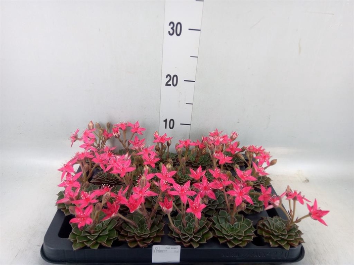 <h4>Graptopetalum tacitus</h4>
