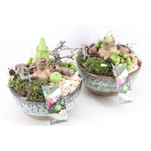 arr4 Amaryllis MB - Ker. schaal sandy x5