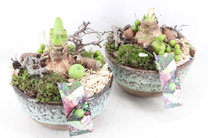 <h4>arr4 Amaryllis MB - Ker. schaal sandy x5</h4>