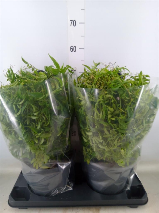 <h4>Jasminum polyanthum</h4>