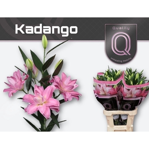 LI OR DU KADANGO 5+