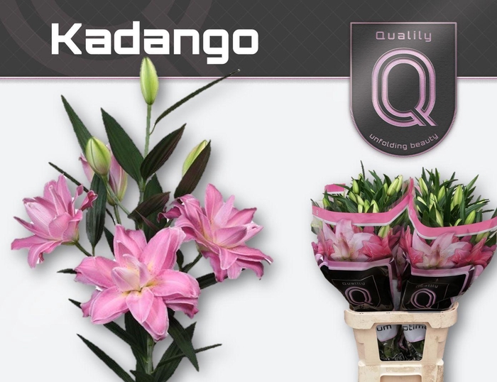<h4>LI OR DU KADANGO 5+</h4>
