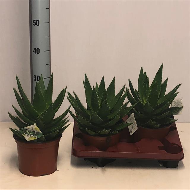 <h4>ALOE PERFOLIATA</h4>