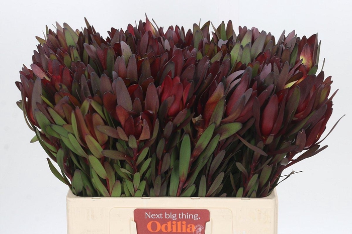 <h4>Leucadendron Saf Sunset Dark R.</h4>