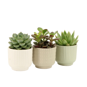 7502608: Solutionss Contradiction Succulenten