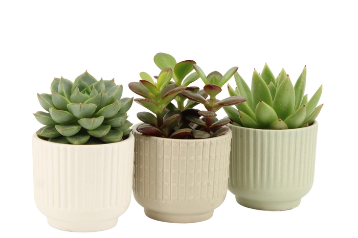 <h4>7502608: Solutionss Contradiction Succulenten</h4>